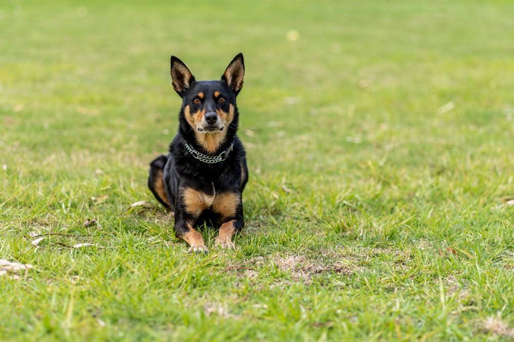 A Kelpie Dog sitting on the grass facing the camera.